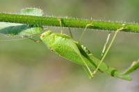 Phaneroptera nana