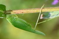 Phaneroptera nana