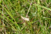 Chorthippus dorsatus