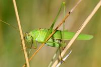 Phaneroptera falcata
