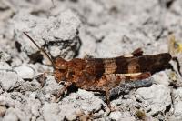 Oedipoda caerulescens