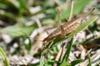Oecanthus pellucens