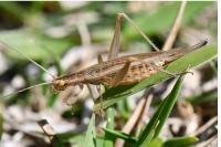 Oecanthus pellucens