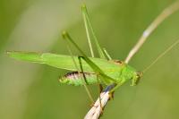 Phaneroptera falcata