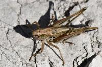 Platycleis albopunctata