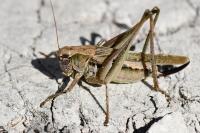 Platycleis albopunctata