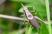 Pholidoptera griseoaptera