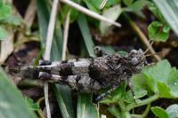 Oedipoda caerulescens