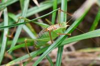 Leptophyes punctatissima