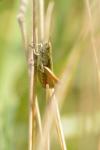Chorthippus dorsatus