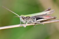 Chorthippus dorsatus