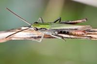 Chorthippus dorsatus
