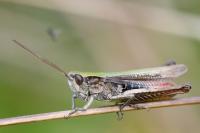 Chorthippus dorsatus