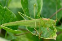 Phaneroptera falcata