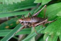 Pholidoptera griseoaptera