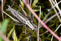 Tessellana tessellata