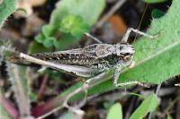 Platycleis albopunctata