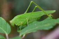 Phaneroptera nana