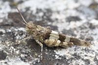 Oedipoda caerulescens