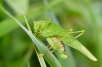 Phaneroptera nana