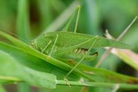 Phaneroptera nana