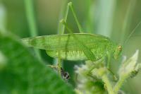 Phaneroptera nana
