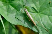 Conocephalus fuscus