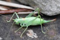 Meconema meridionale