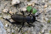 Gryllus campestris