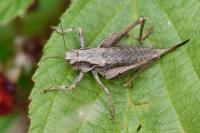 Pholidoptera griseoaptera