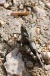 Oedipoda caerulescens