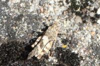 Oedipoda caerulescens