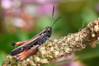 Omocestus rufipes