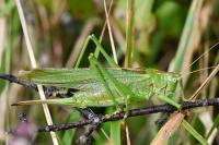 Tettigonia viridissima
