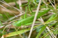 Ruspolia nitidula