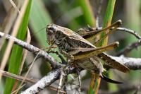 Platycleis albopunctata