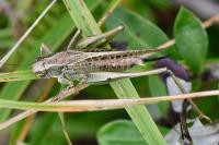 Platycleis albopunctata
