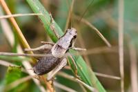 Pholidoptera griseoaptera