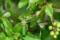 Ephippiger diurnus