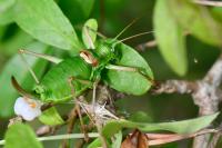 Ephippiger diurnus
