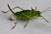 Ephippiger diurnus