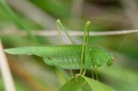 Phaneroptera nana