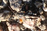 Oedipoda caerulescens