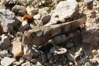 Oedipoda caerulescens