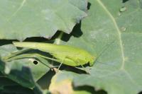 Phaneroptera falcata