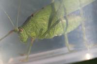 Phaneroptera falcata