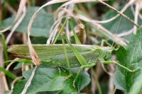 Tettigonia viridissima