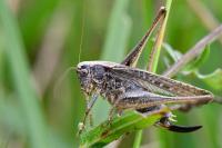 Platycleis albopunctata