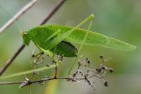 Phaneroptera falcata