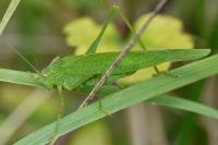 Phaneroptera falcata